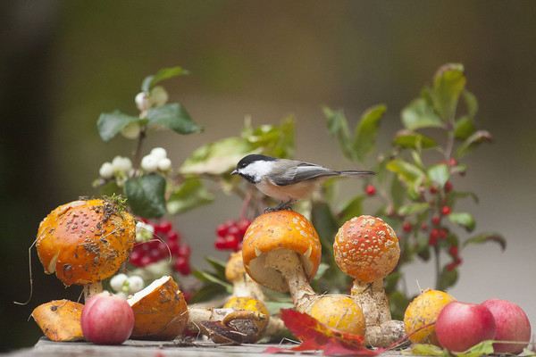 automne,paysage,
