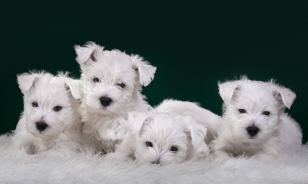 chiens,dog,puppies,wallpapers