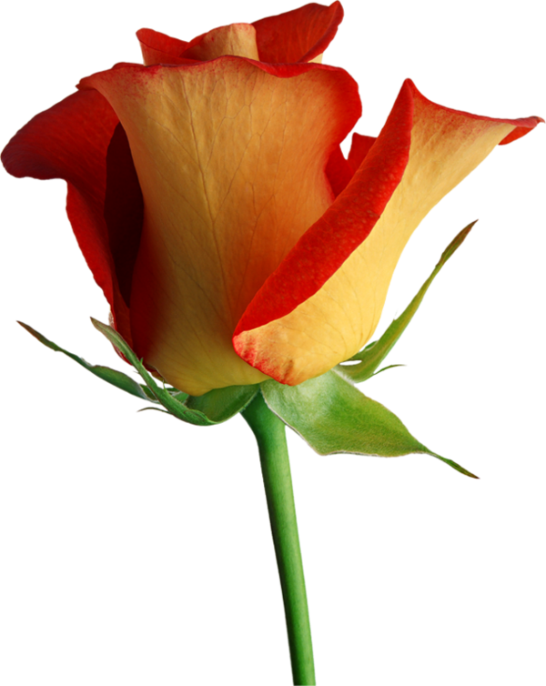 roses,pink,roze,rosa,