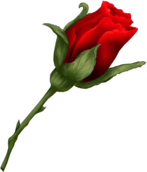 roses,pink,roze,rosa,