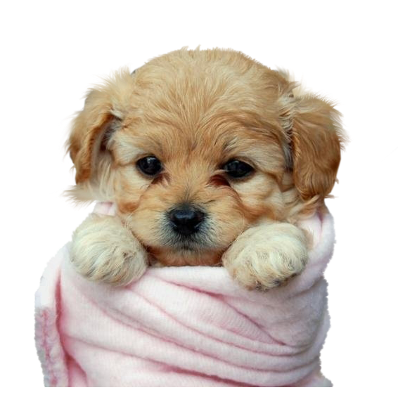 chiens,dog,puppies,wallpapers