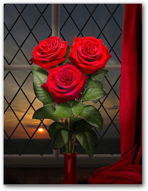 roses