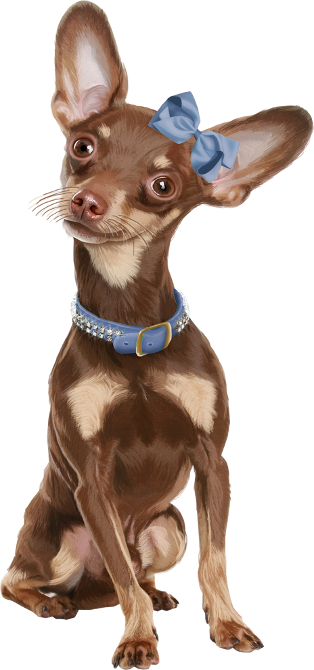 chiens,dog,puppies,wallpapers