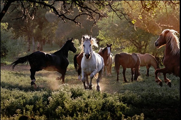 Chevaux, Cheval,Pferde,caballos,cavalos,horses,hest,