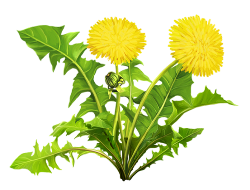 tubes fleurs,png fleurs,bouquets de fleurs,flowers,psp