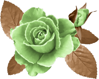 roses,pink,roze,rosa,