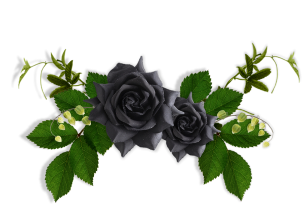 roses,pink,roze,rosa,fleur