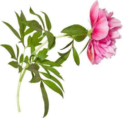 tubes fleurs,png fleurs,bouquets de fleurs,flowers,psp
