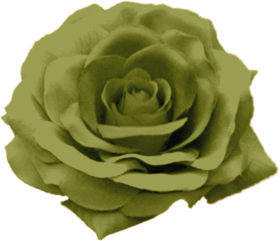 roses,pink,roze,rosa,