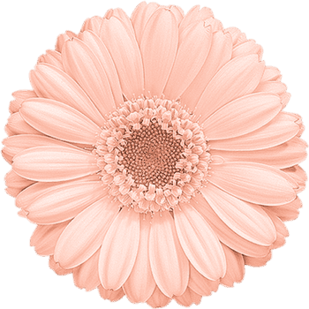 tubes fleurs,png fleurs,bouquets de fleurs,flowers,psp