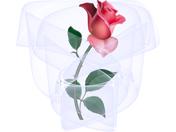 roses,pink,roze,rosa,