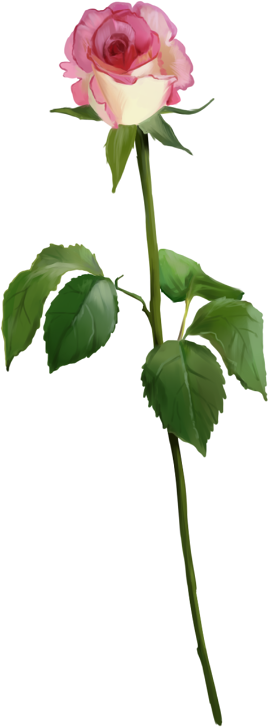 roses,pink,roze,rosa,fleur