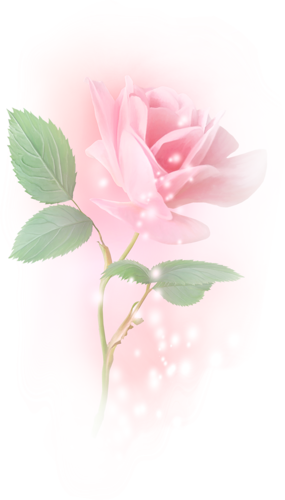 roses,pink,roze,rosa,