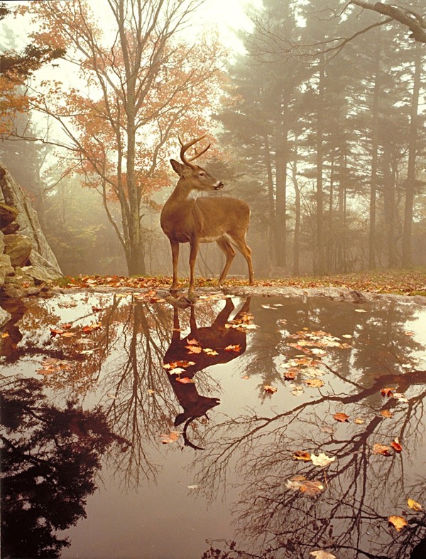 automne,autumn,paysage,