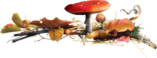champignons,mushroom