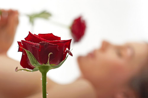rose