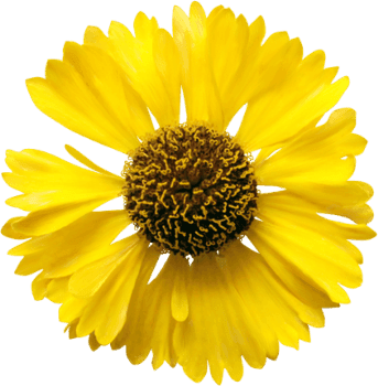tubes fleurs,png fleurs,bouquets de fleurs,flowers,psp