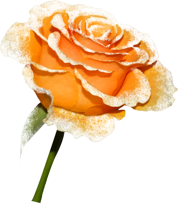 roses,pink,roze,rosa,