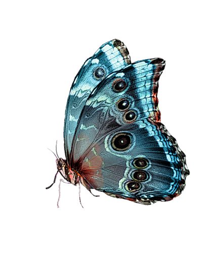 papillons,png,butterfly,tubes,BORBOLETA,MARIPOSA,