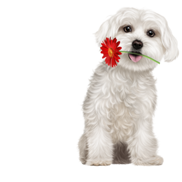 chiens,dog,puppies,wallpapers