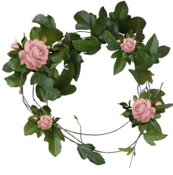 roses,pink,roze,rosa,fleur