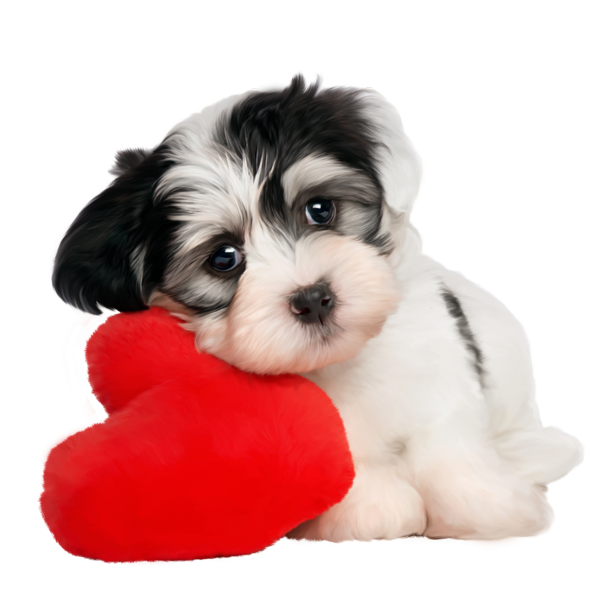 chiens,dog,puppies,wallpapers