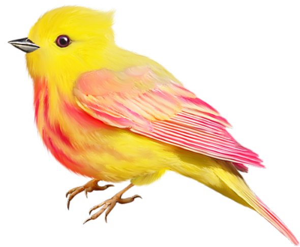 Oiseaux,birds,dessin,png,couleur