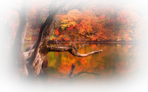 automne,autumn,paysage,