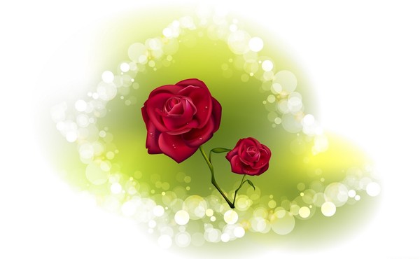 roses,pink,roze,rosa,