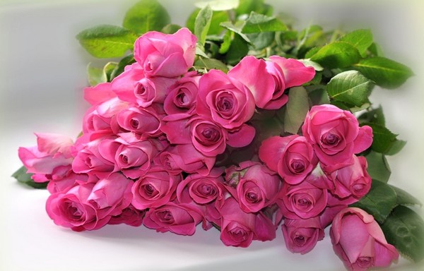 roses,pink,roze,rosa,