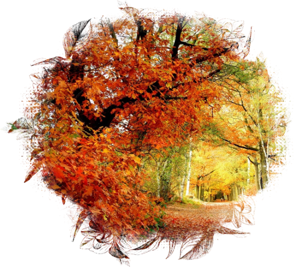 automne,paysage,fall,autumn