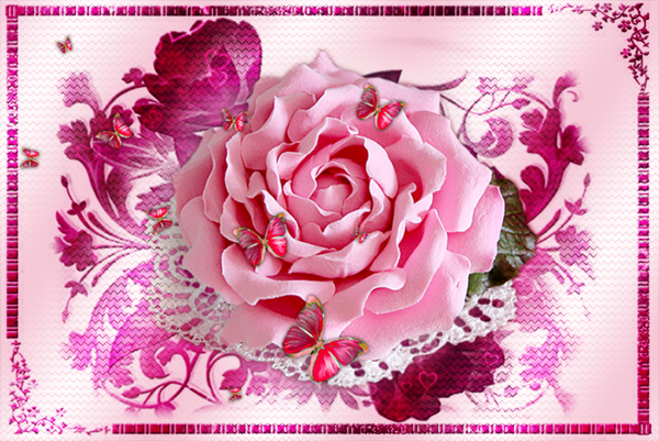 roses,pink,roze,rosa,