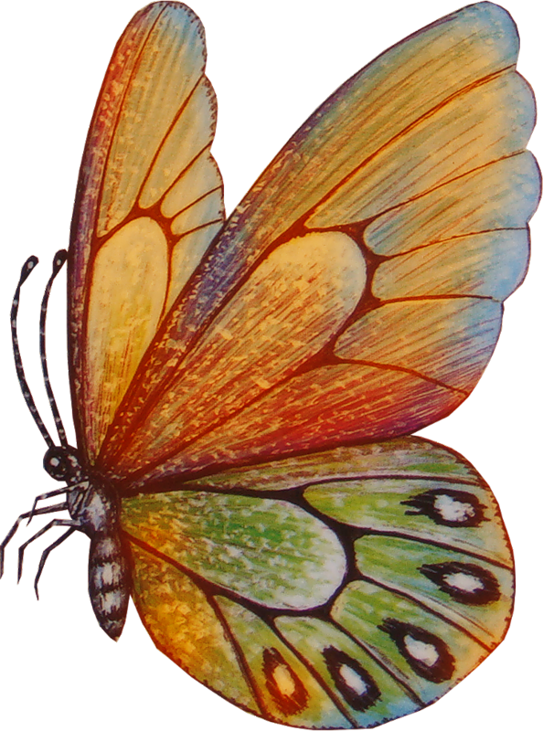 Papillons,png,butterfly,tubes,BORBOLETA,MARIPOSA,