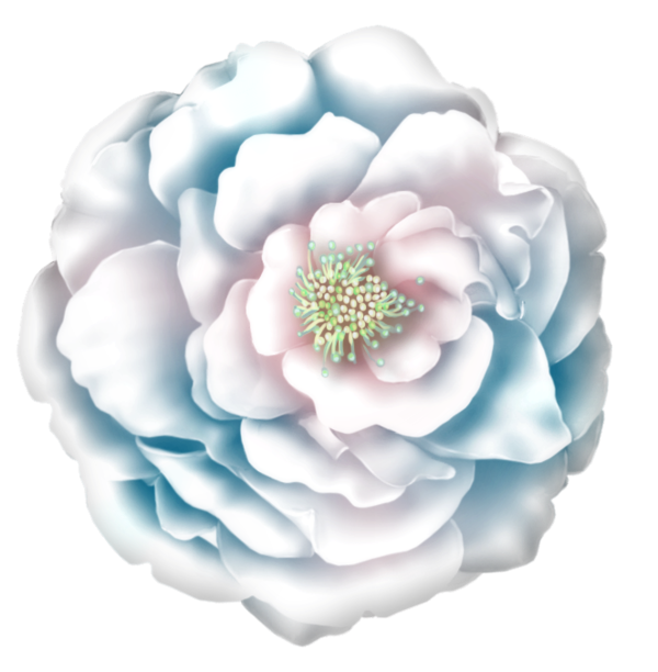 roses,pink,roze,rosa,fleur