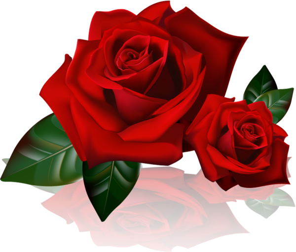 roses,pink,roze,rosa,