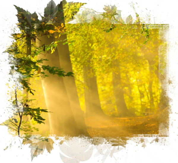 automne,autumn,paysage,