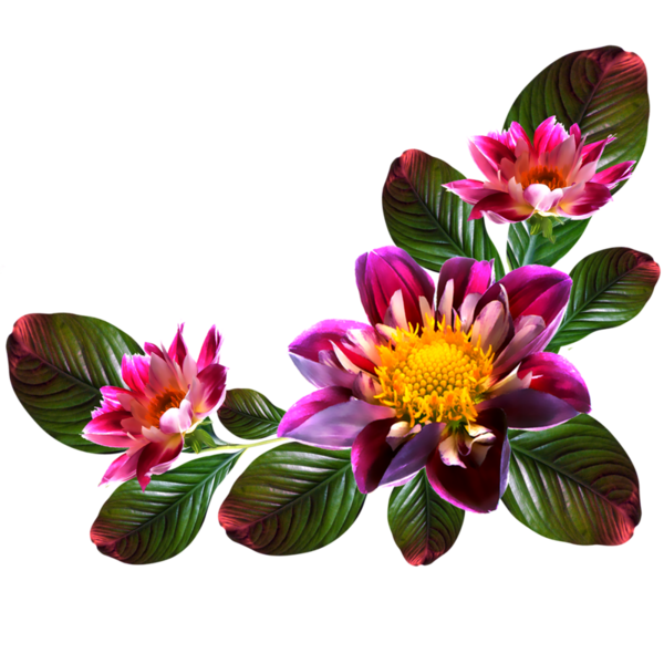 fleurs,flores,flowers,bloemen,png