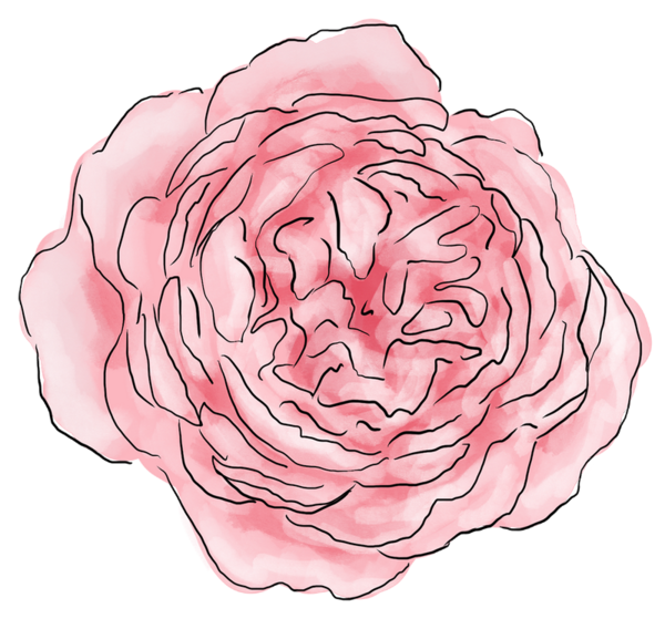 roses,pink,roze,rosa,fleur