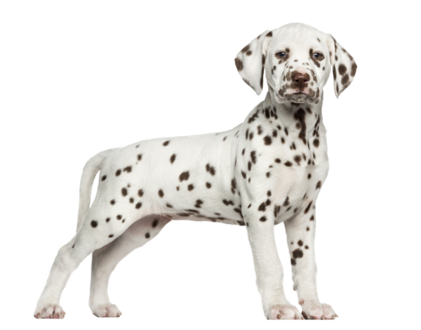 chiens,dog,puppies,wallpapers