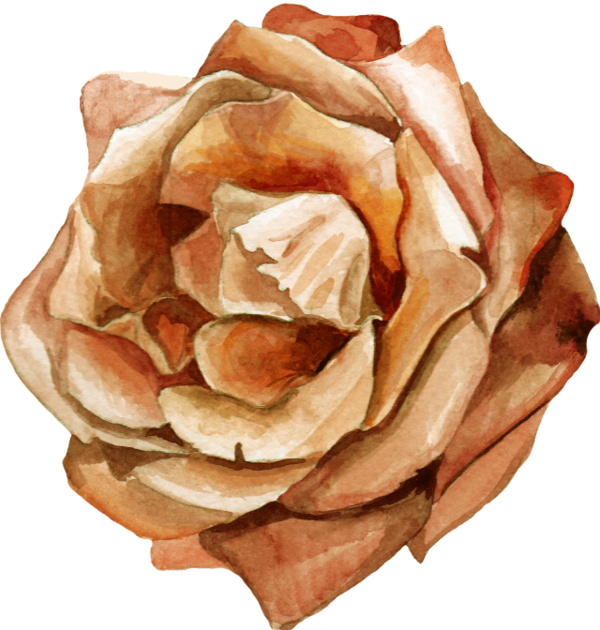 roses,pink,roze,rosa,fleur