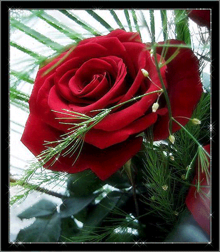 roses,pink,roze,rosa,