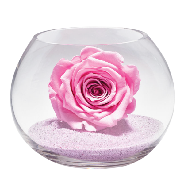 roses,pink,roze,rosa,fleur