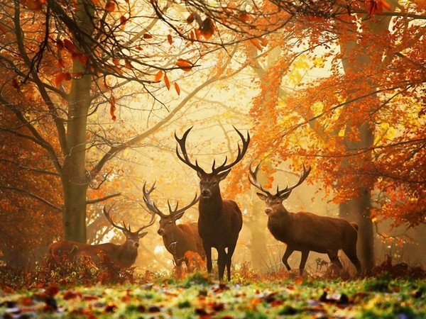automne,paysage,fall,autumn