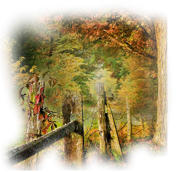 automne,autumn,paysage,