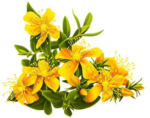 tubes fleurs,png fleurs,bouquets de fleurs,flowers,psp