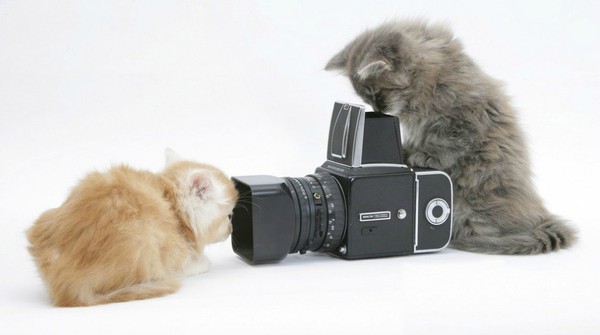 Résultat d’images pour Gifs chats appareil photo