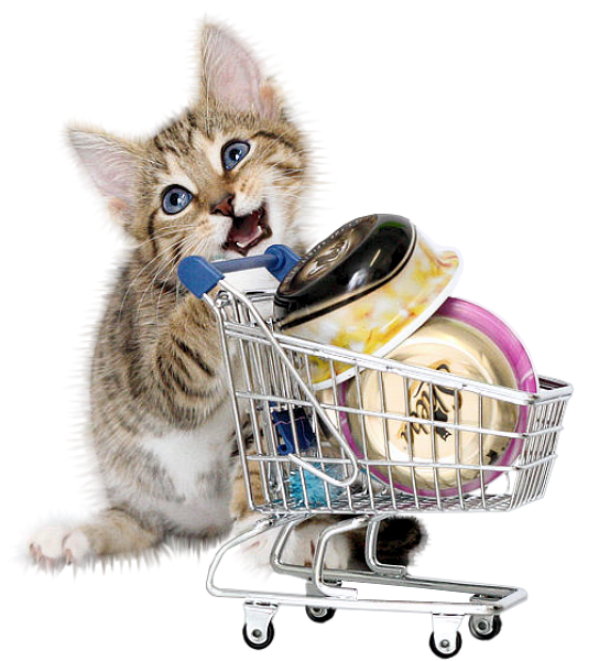 chatons,chats,cat,gato,Katze,katter,kettir,cait,