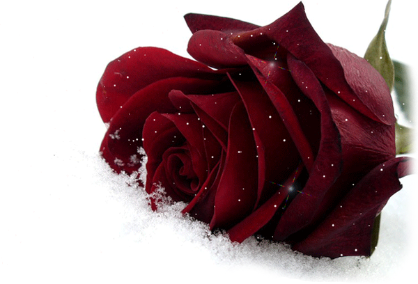 roses,pink,roze,rosa,