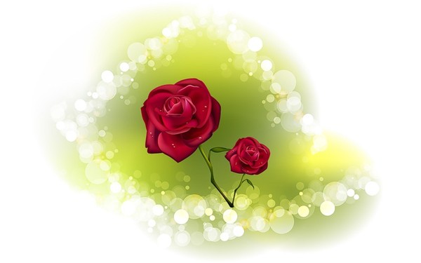 roses,pink
