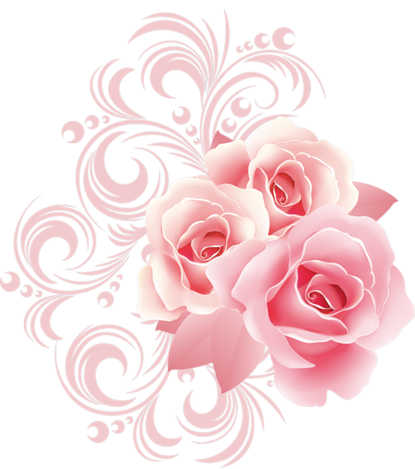  roses,pink